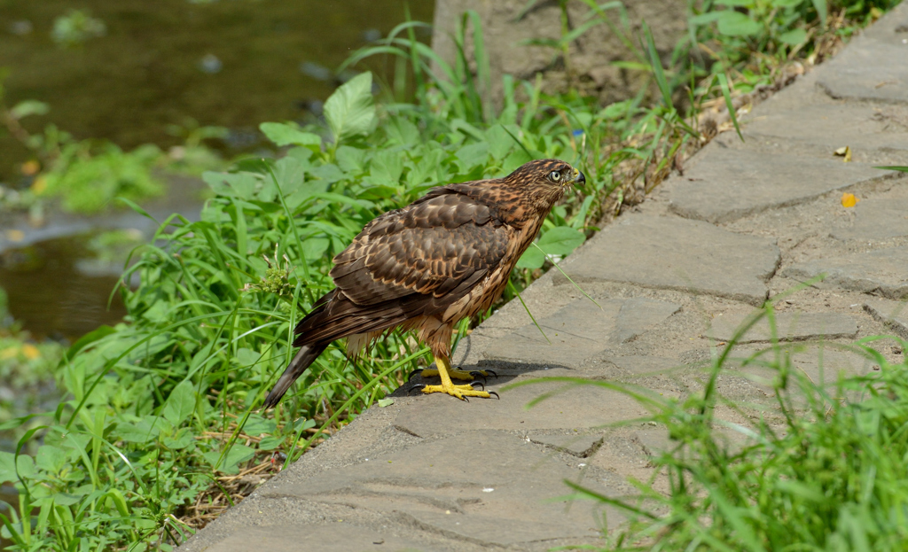 DSC_1364_00026