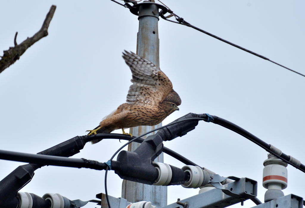 DSC_8931_00040
