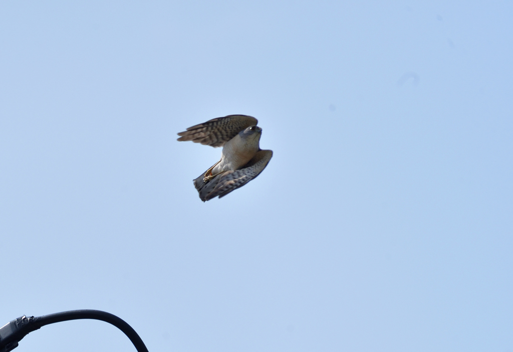 DSC_7049_00020