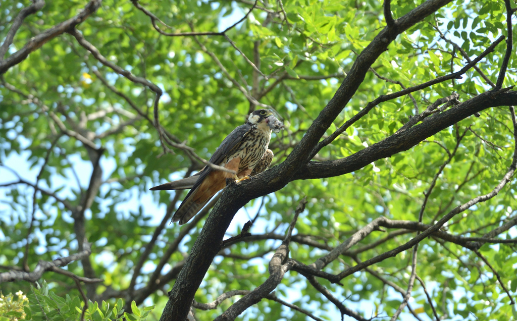 DSC_3605_00041