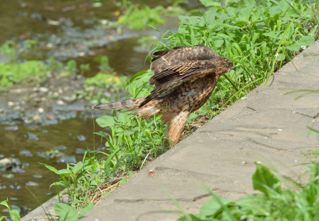 DSC_1357_00014