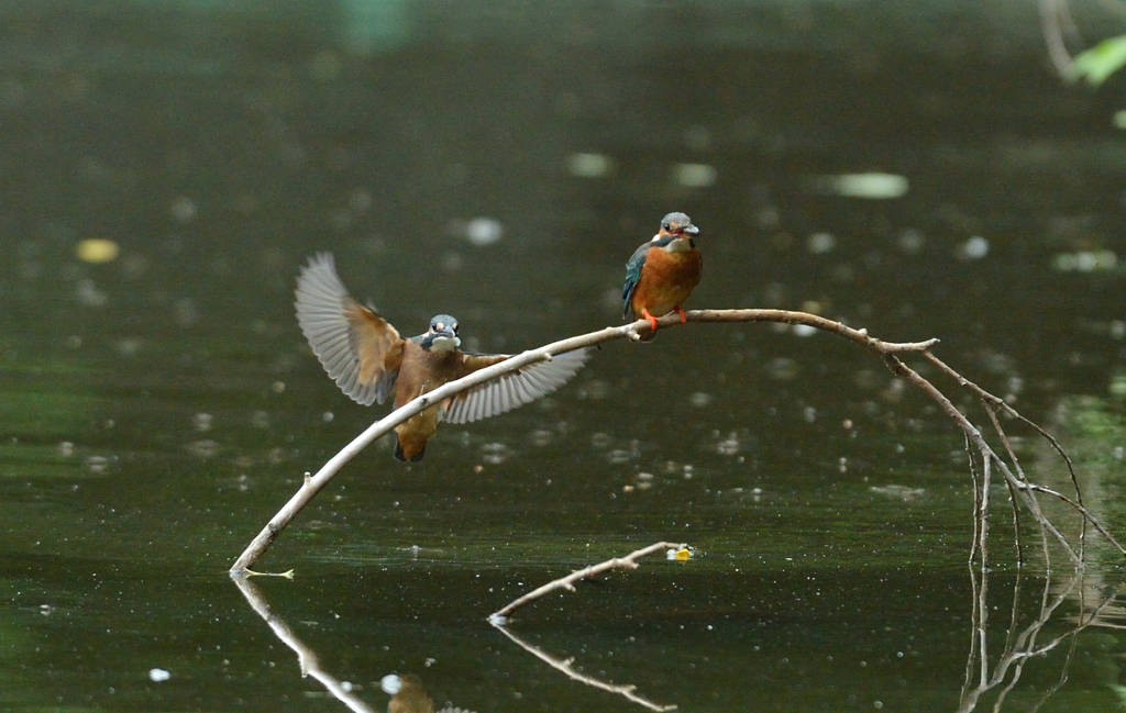 DSC_1568_00002