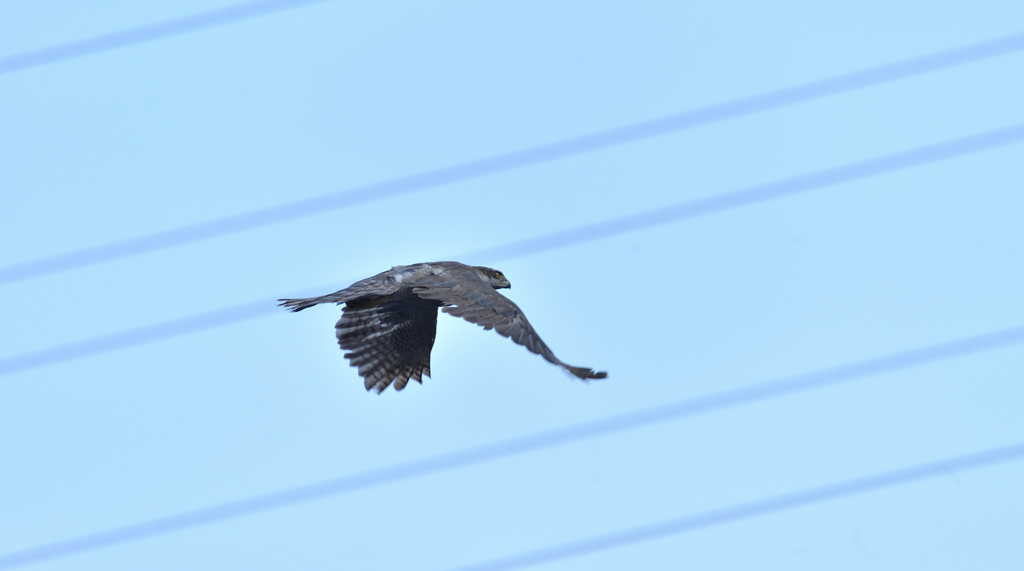 DSC_1303_00020