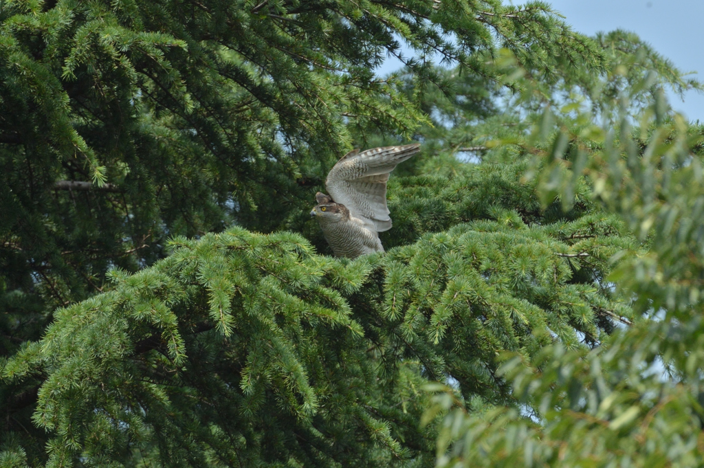DSC_0587_00027