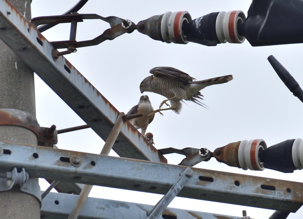 DSC_7995_00032