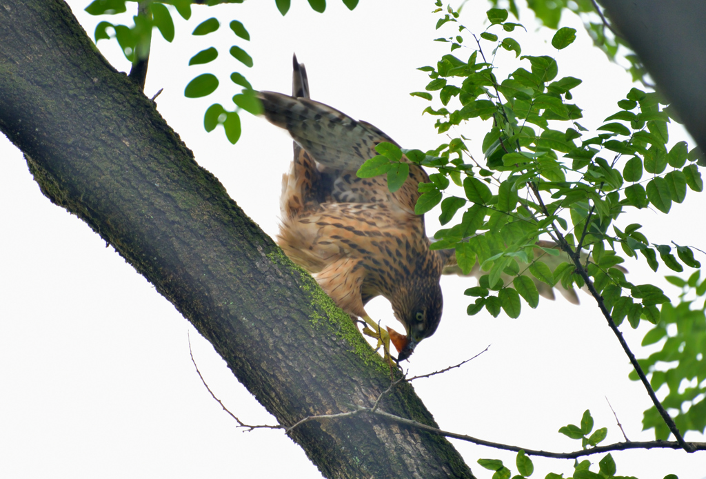 DSC_6142_00063