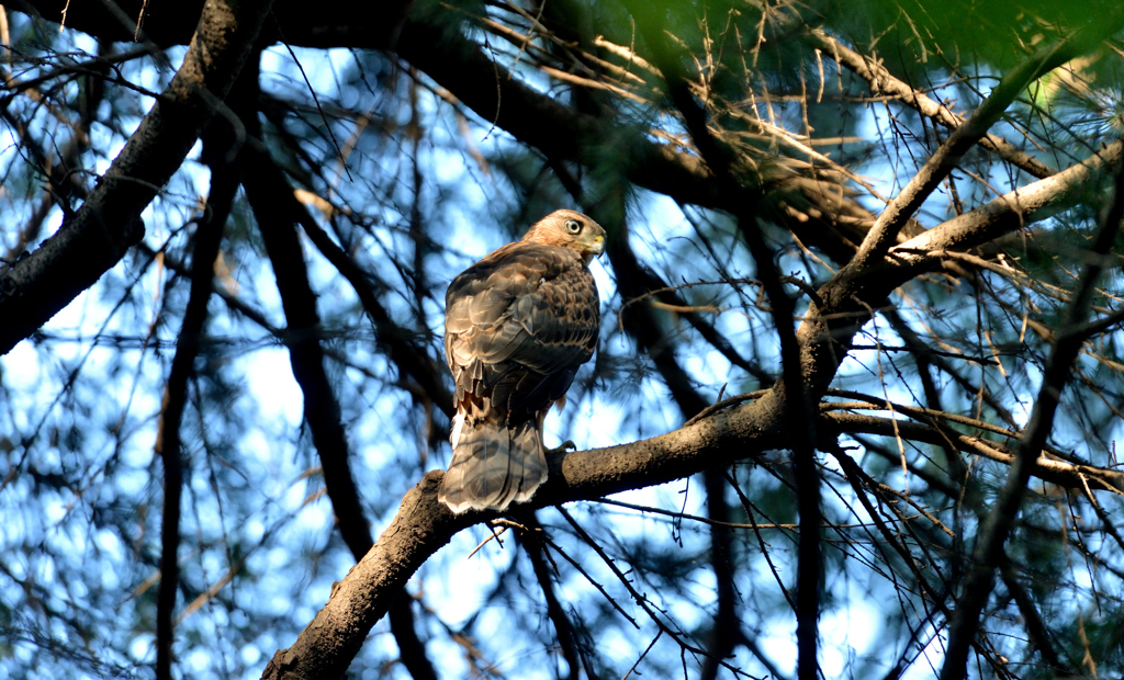 DSC_2899_00051