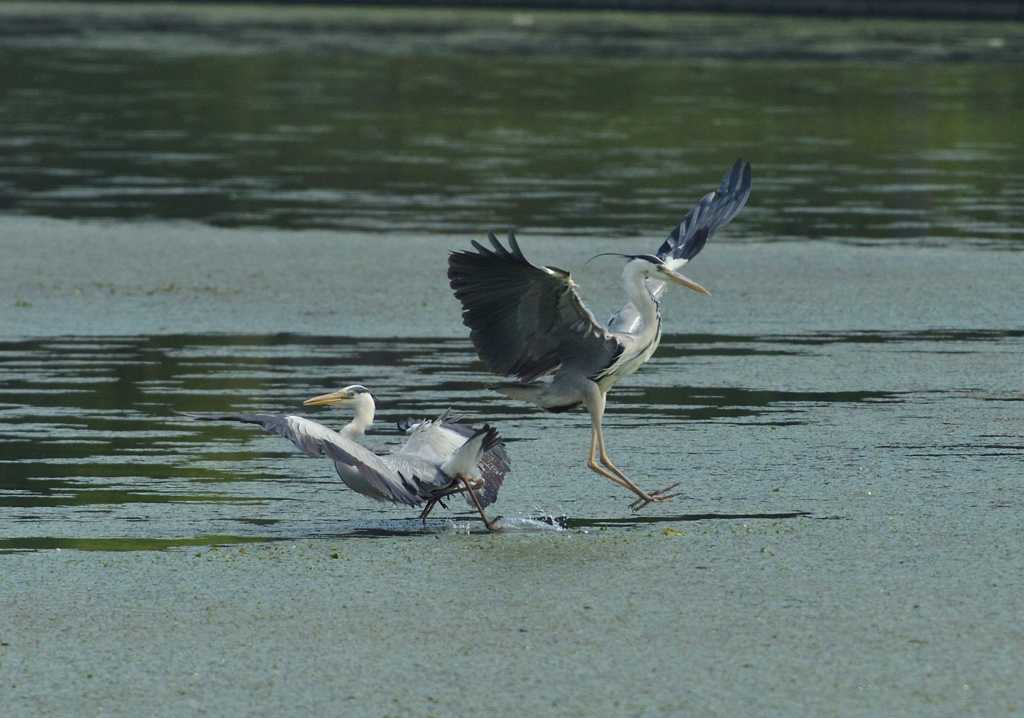 DSC_0811_00009