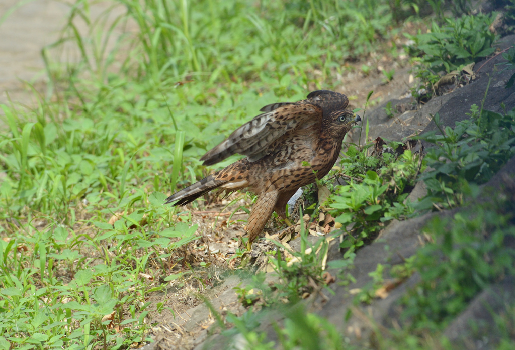 DSC_1424_00021