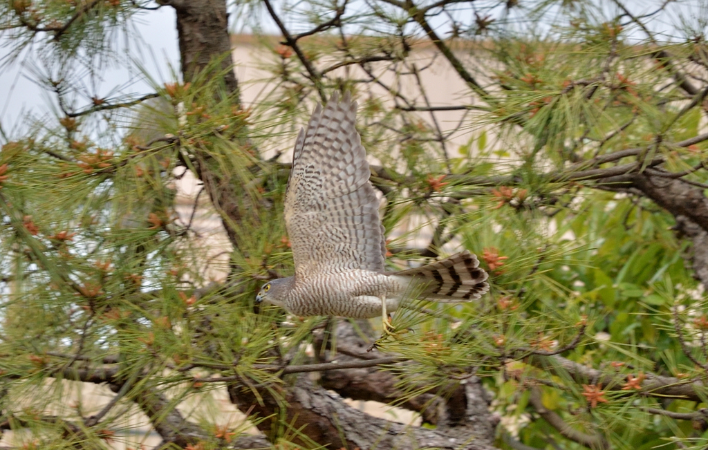 DSC_2040_00037