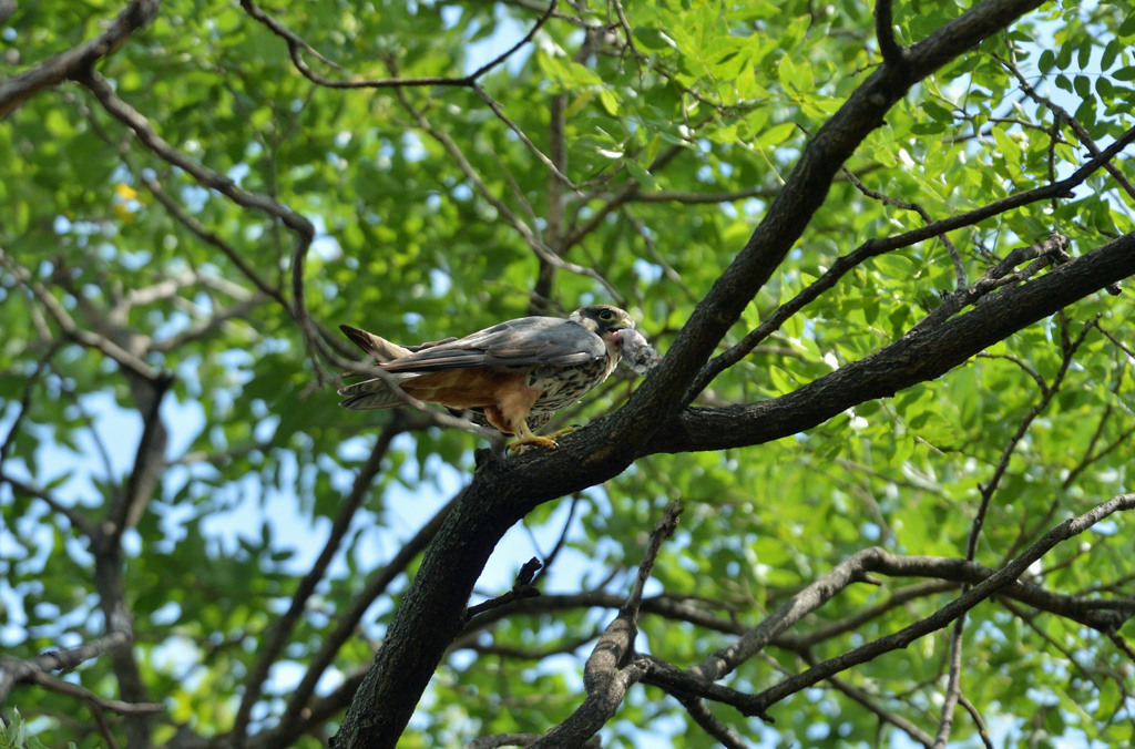 DSC_3595_00038