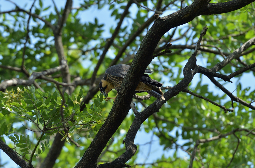 DSC_5297_00054