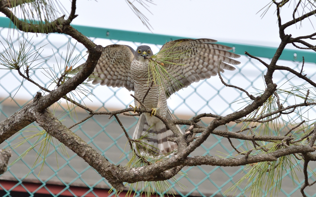 DSC_2011_00029