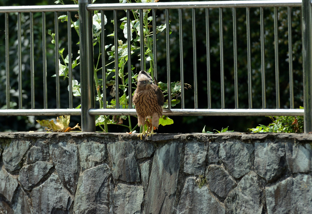 DSC_0437_00003