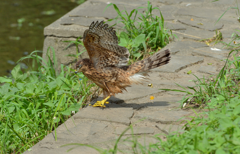 DSC_1380_00017