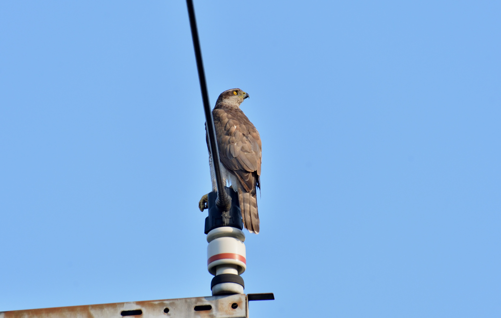 DSC_1274_00018