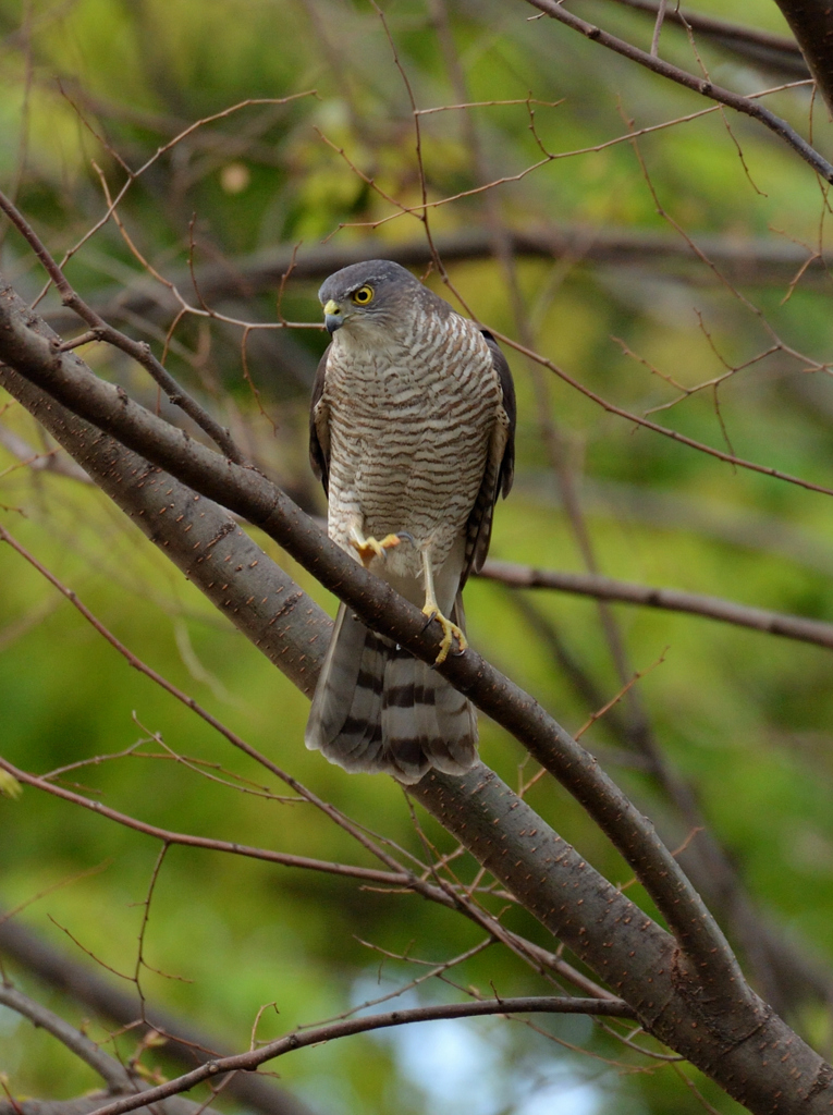 DSC_7665_00040