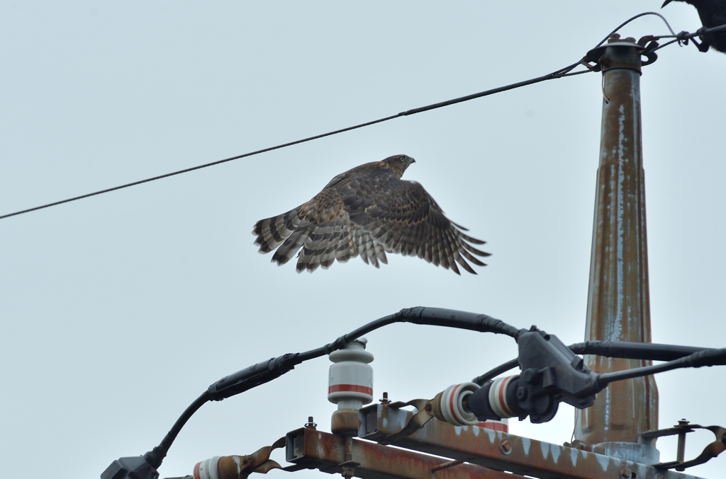 DSC_9398_00046