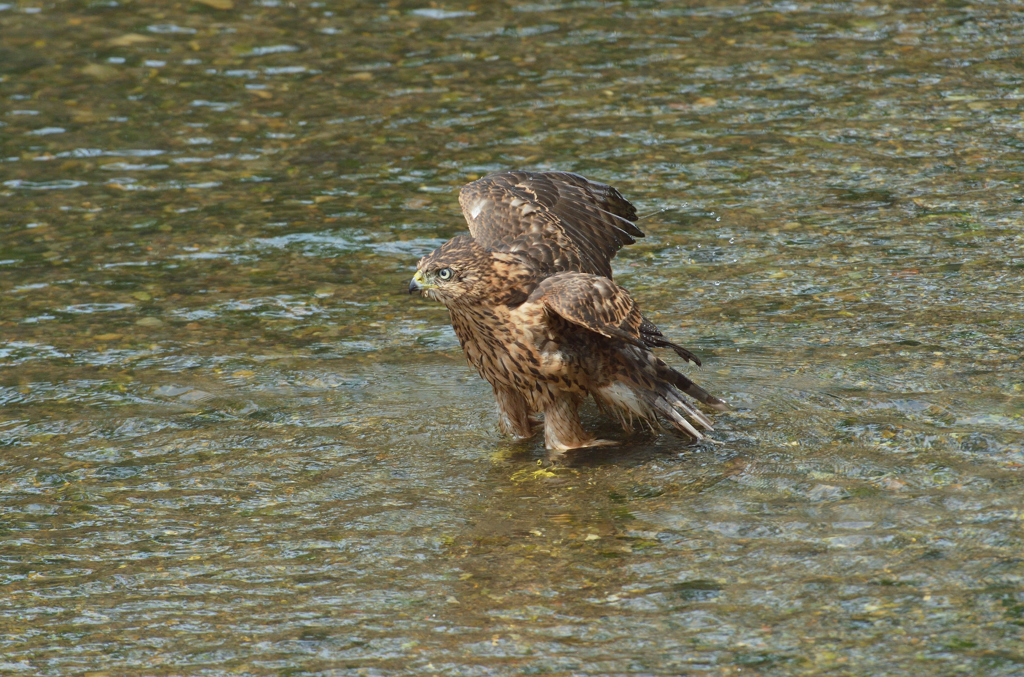 DSC_1314_00009