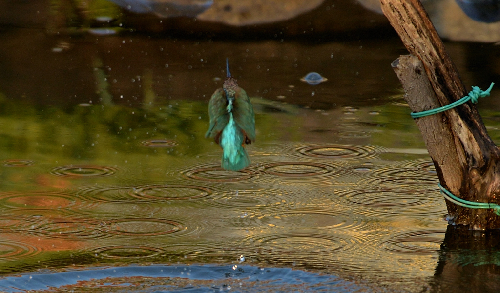 DSC_3003_00029