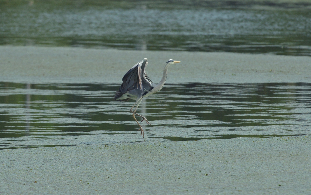 DSC_0739_00006