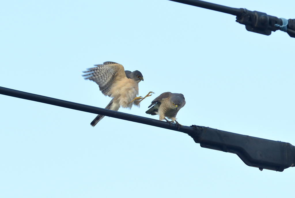 DSC_5425_00029