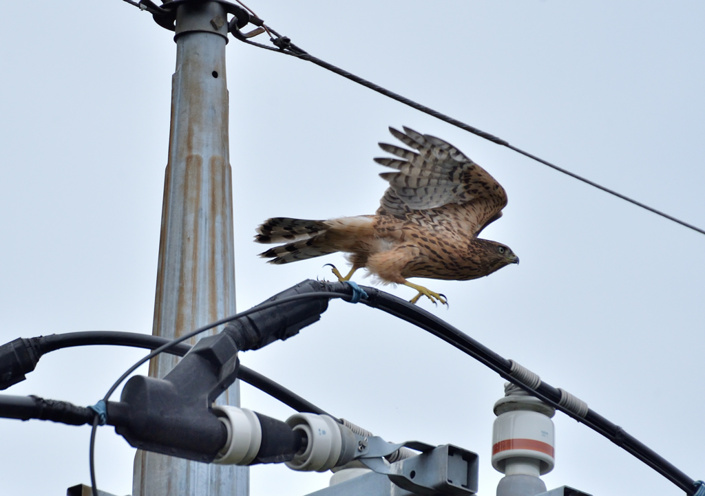 DSC_8933_00042