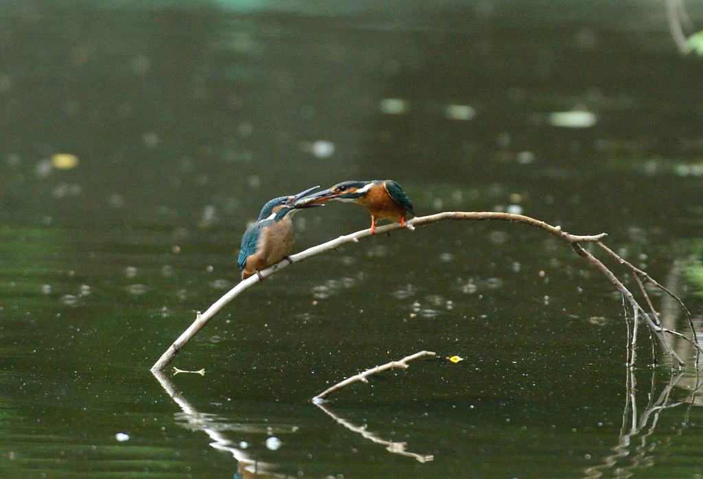 DSC_1618_00004