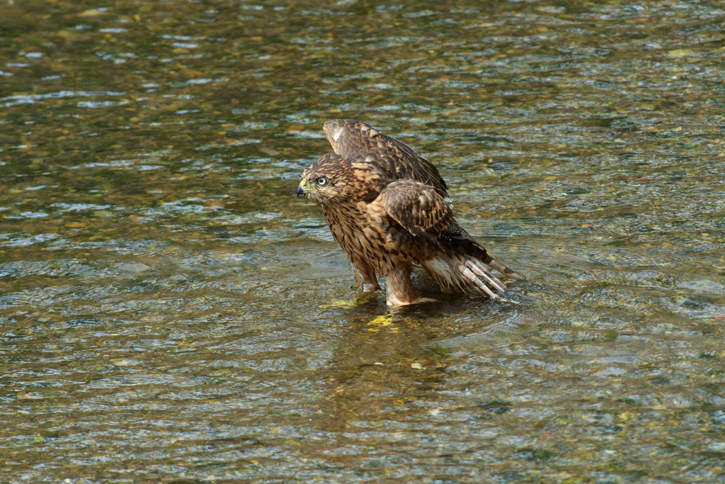 DSC_1313_00008