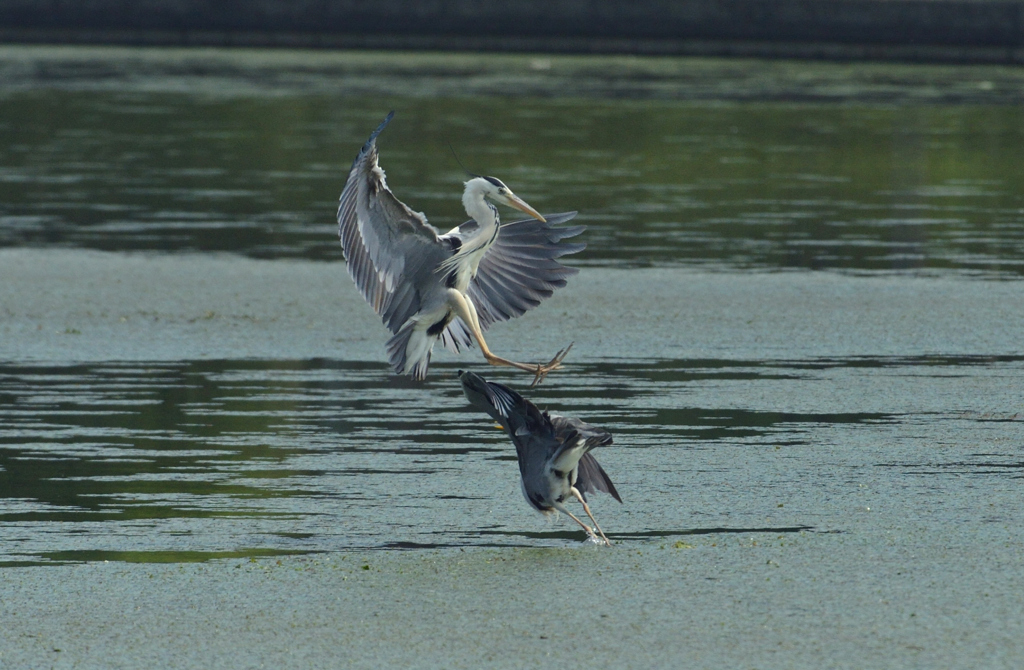 DSC_0809_00007