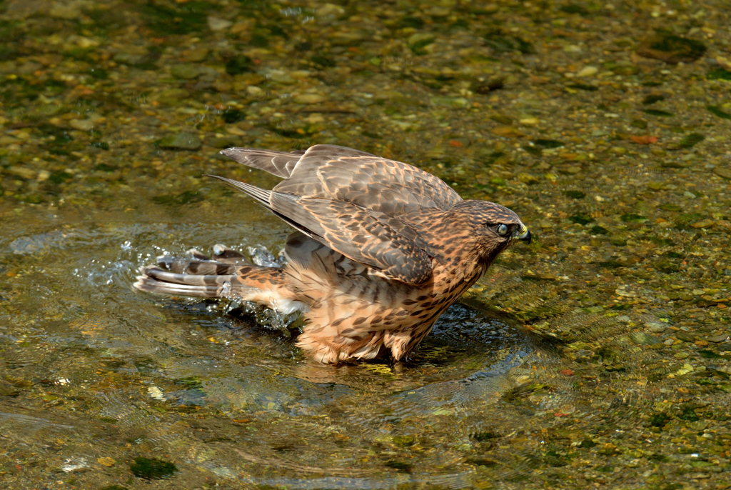 DSC_0826_00018