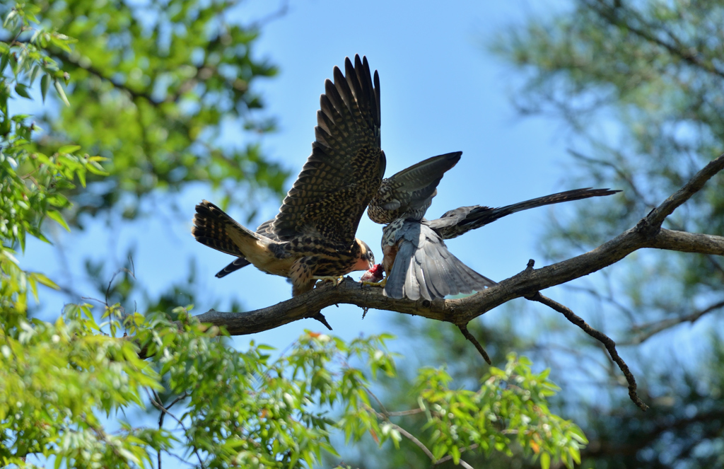 DSC_5542_00055
