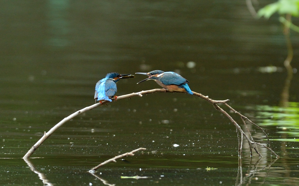 DSC_2588_00013
