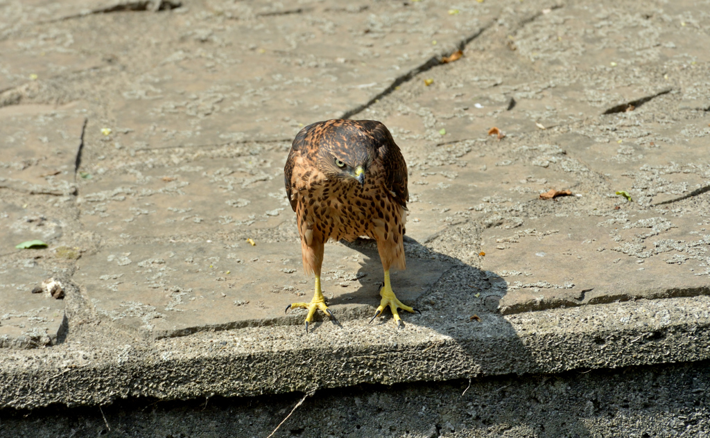 DSC_0424_00002