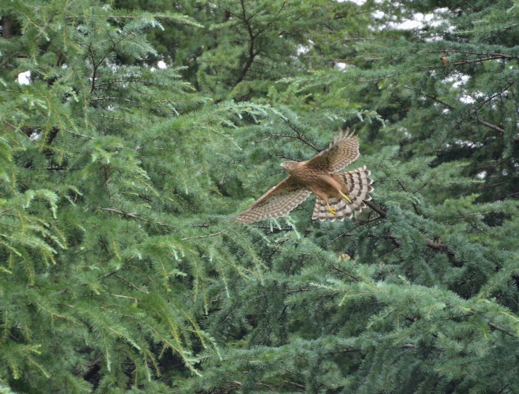 DSC_6402_00073