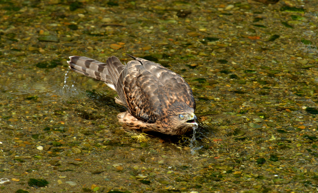 DSC_0796_00016