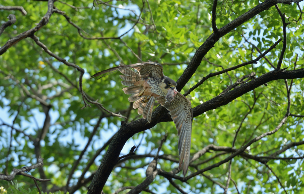 DSC_3619_00046