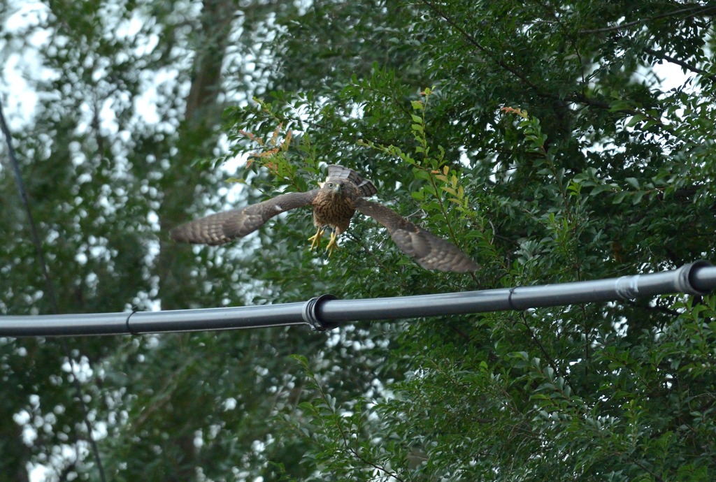DSC_9264_00044