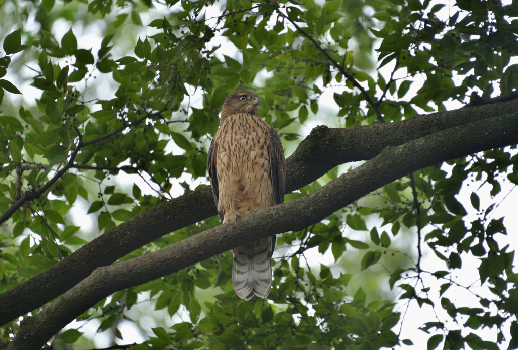 DSC_6058_00062