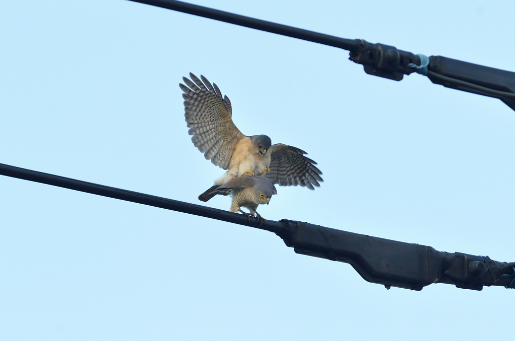 DSC_5430_00031