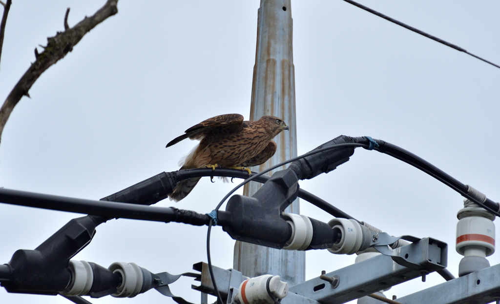 DSC_8930_00039