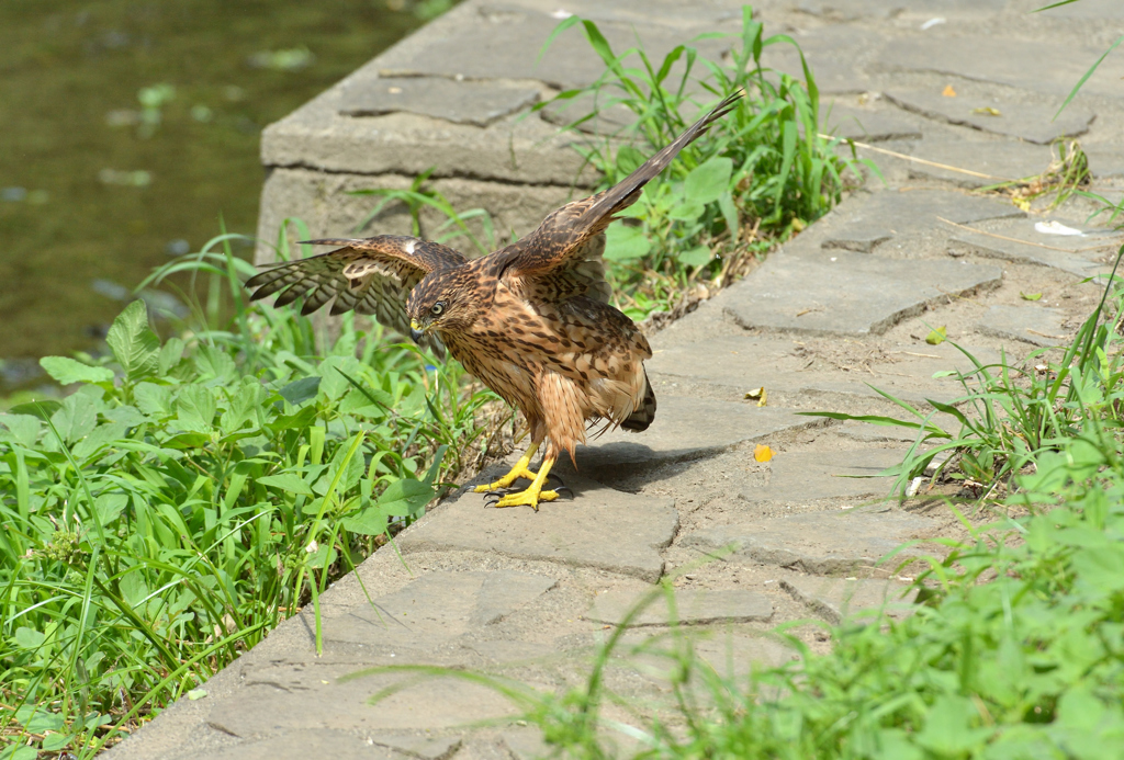 DSC_1382_00018