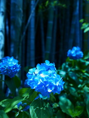 竹林の中の宝石
