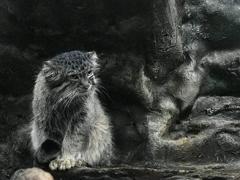 マヌルネコ