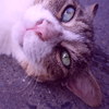 鎌倉猫