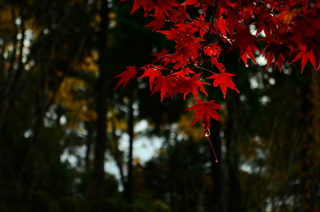 紅葉２