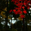 紅葉２