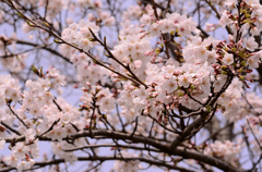 桜２０１３