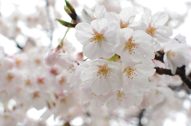 雨桜