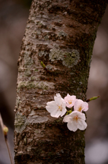 桜２０１３‐２